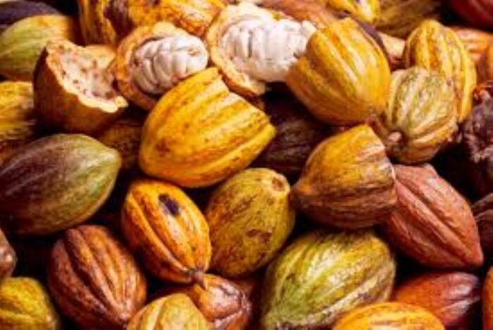 Cacao en Côte dIvoire