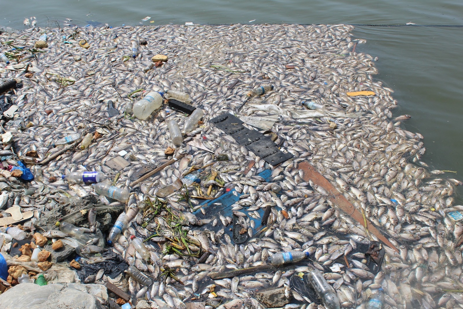 Poissons morts dans la lagune