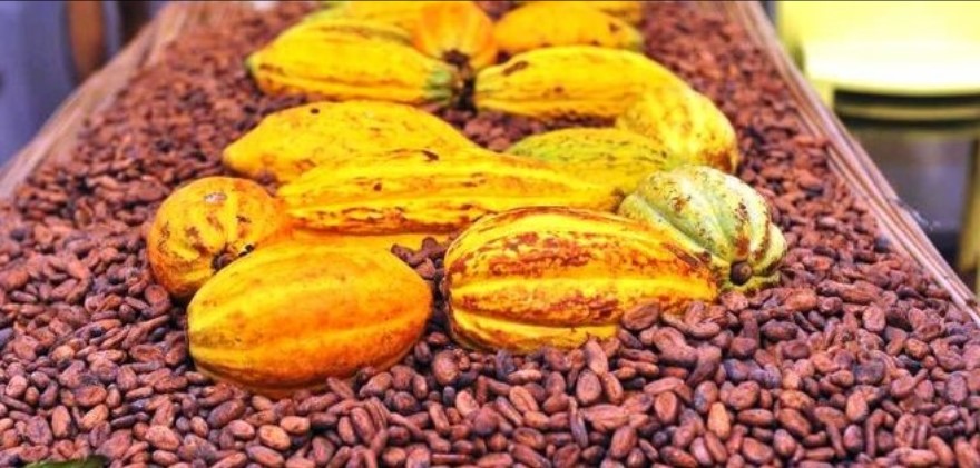 Cacao ivoirien