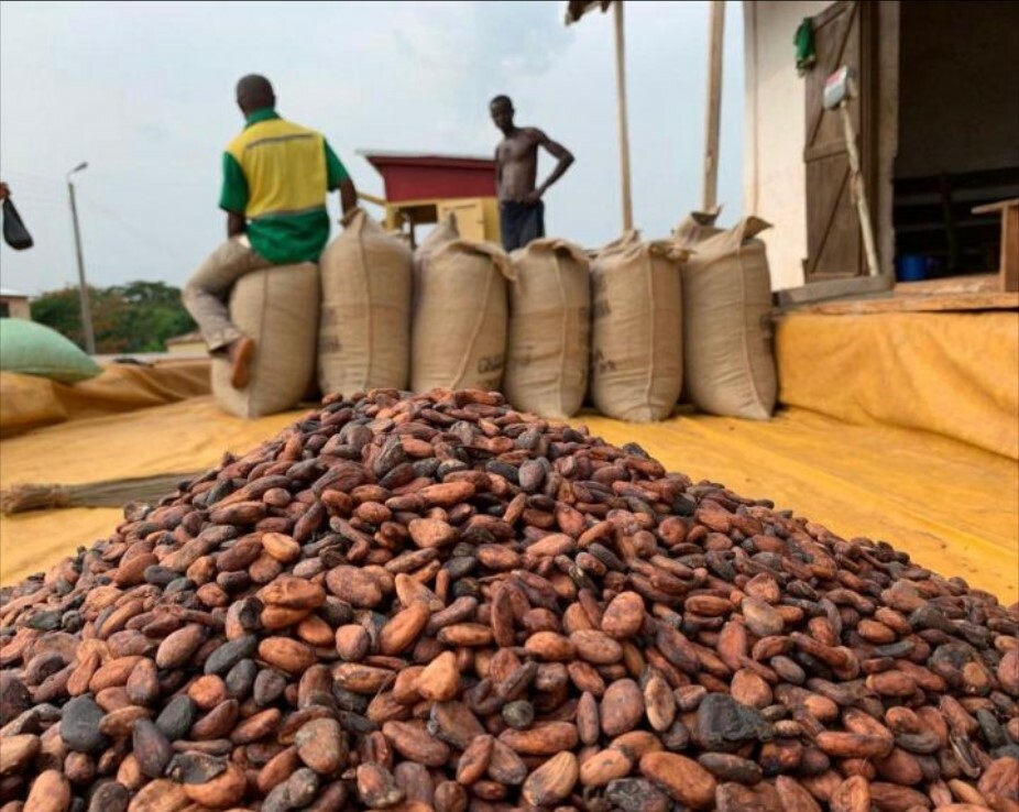 cacao export